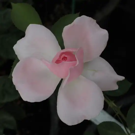 Rosa Ausclub - roz - trandafir englezesti